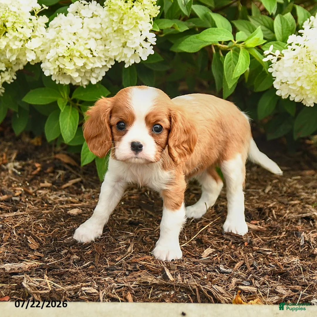 Cavalier King Charles Spaniel dogs for sale: Chocolate Swirl - Ad 2