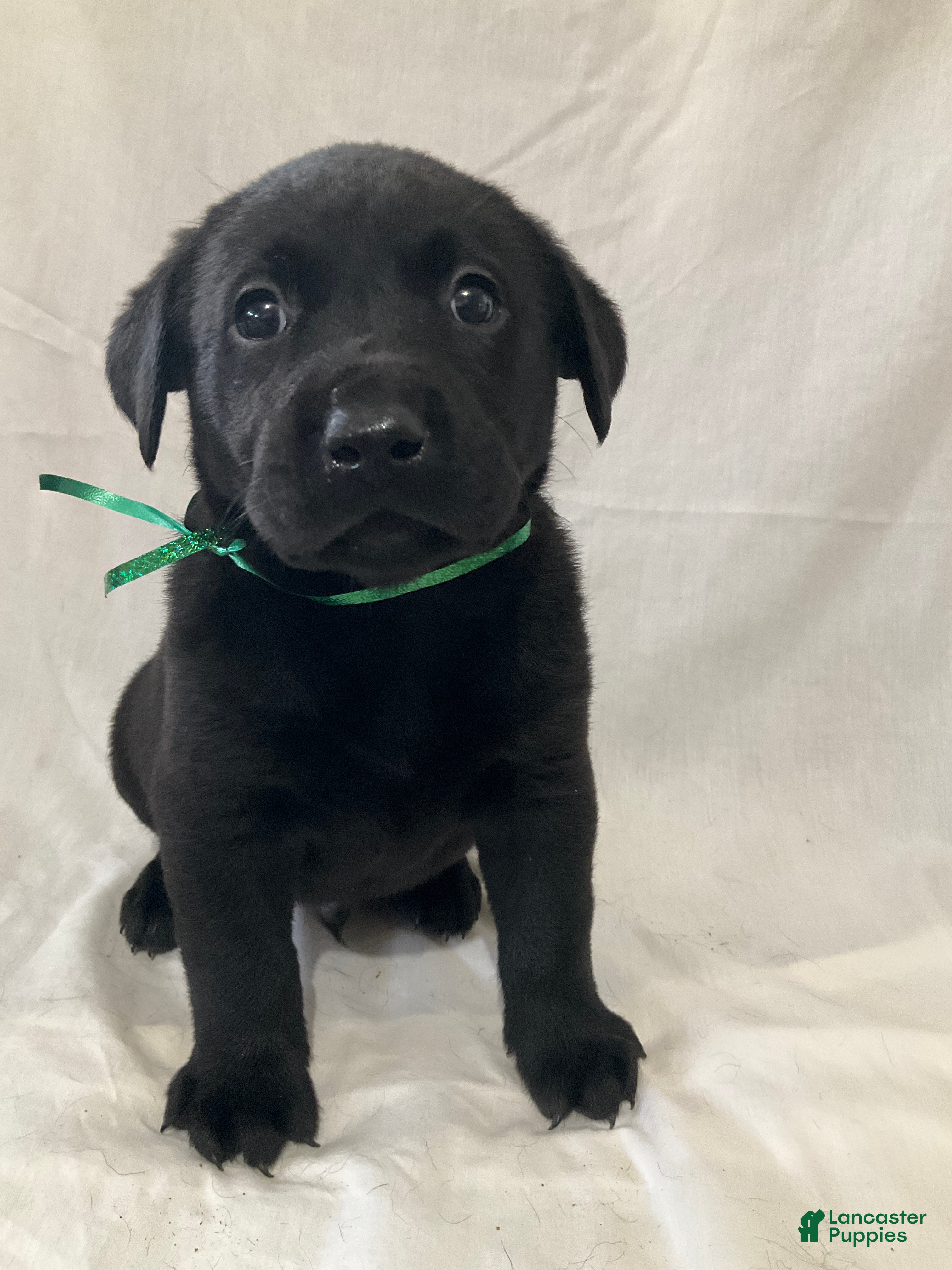 Labrador Retriever dogs Silas - Ad 33