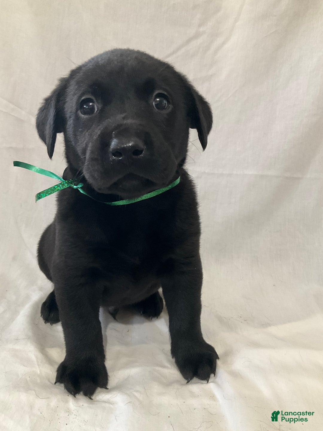 Labrador Retriever dogs for sale: Silas - Ad 1