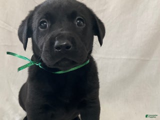 Labrador Retriever dogs Silas - Ad 19