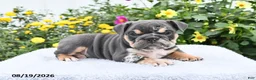 English Bulldog dogs for sale: Patrick - Ad 5