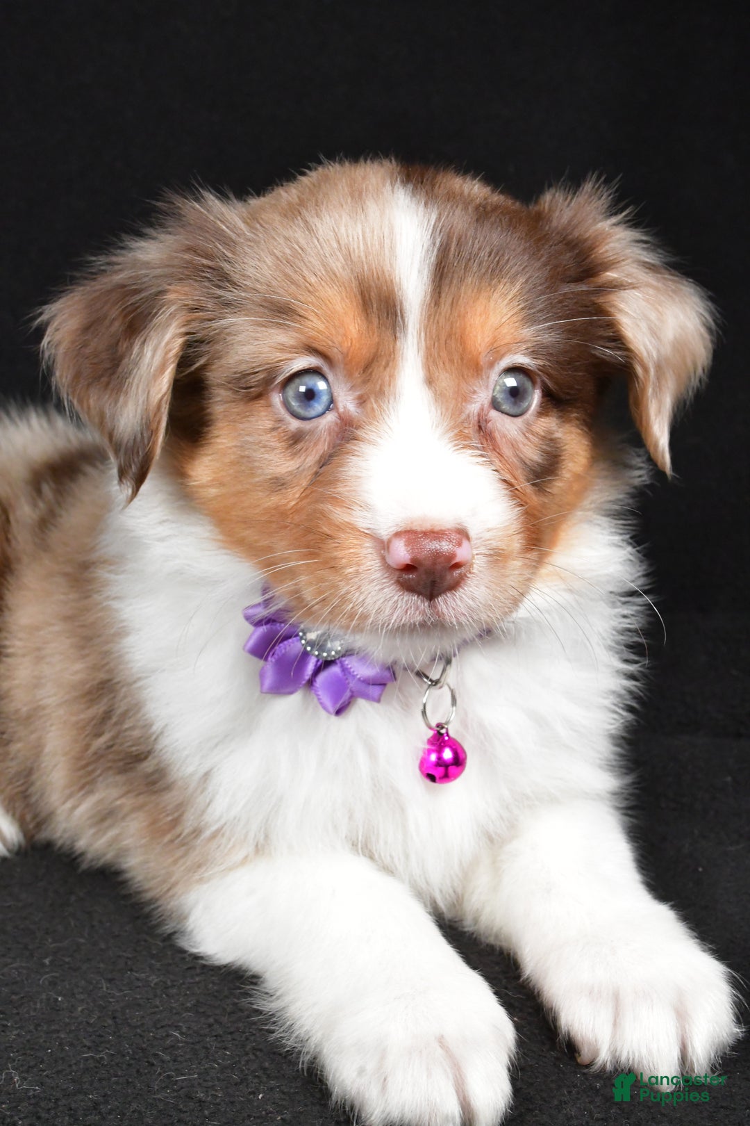 Mini Aussiedoodle dogs for sale: Sadie - Ad 3