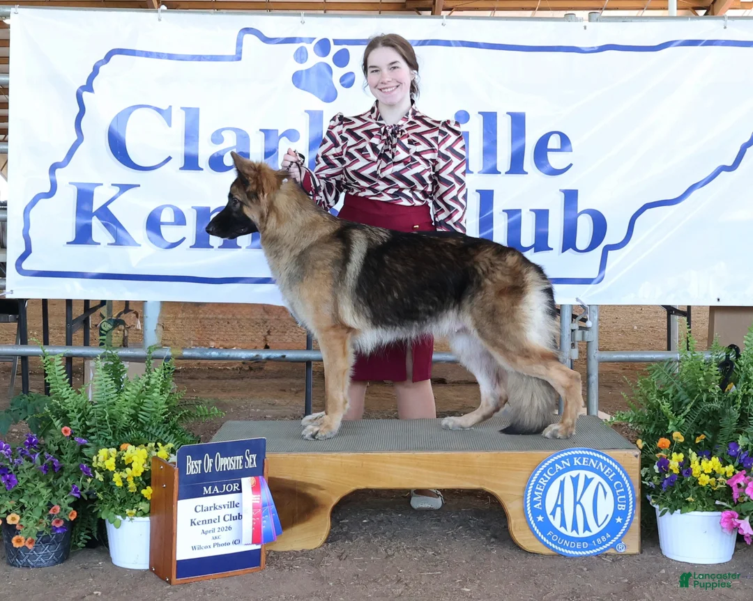 German Shepherd dogs for sale: German Shepherd Puppy 1 - Ad 5