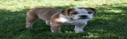 Beabull dogs for sale: Brinley - Ad 6