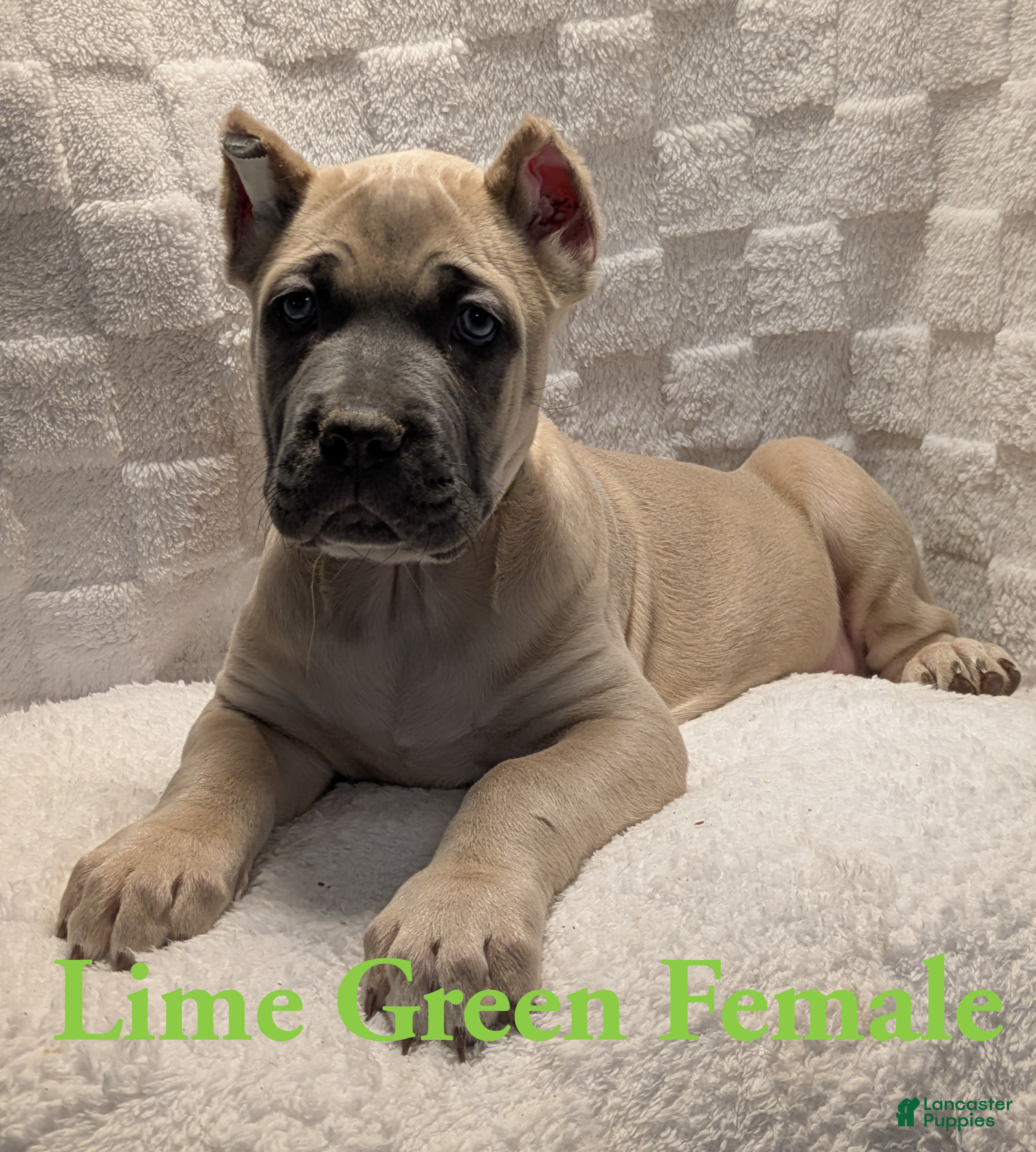Cane Corso dogs Lime Green  - Ad 28