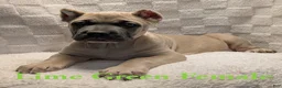 Cane Corso dogs for sale: Lime Green  - Ad 1