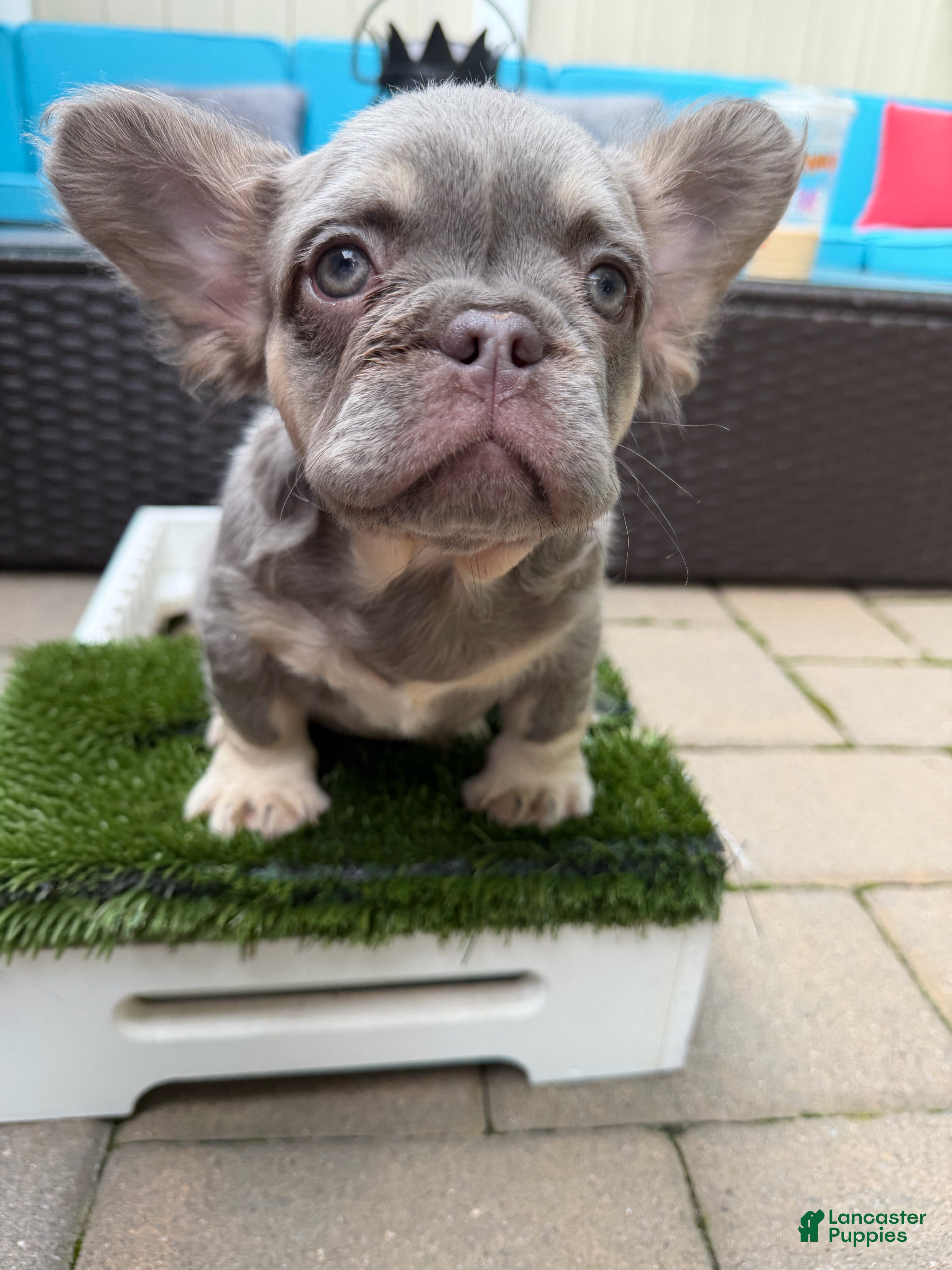 French Bulldog dogs YSL - Ad 1