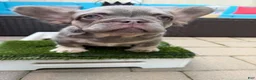 French Bulldog dogs for sale: YSL - Ad 1