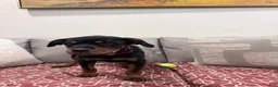 Rottweiler dogs for sale: Dark Pink collar girl - Ad 7