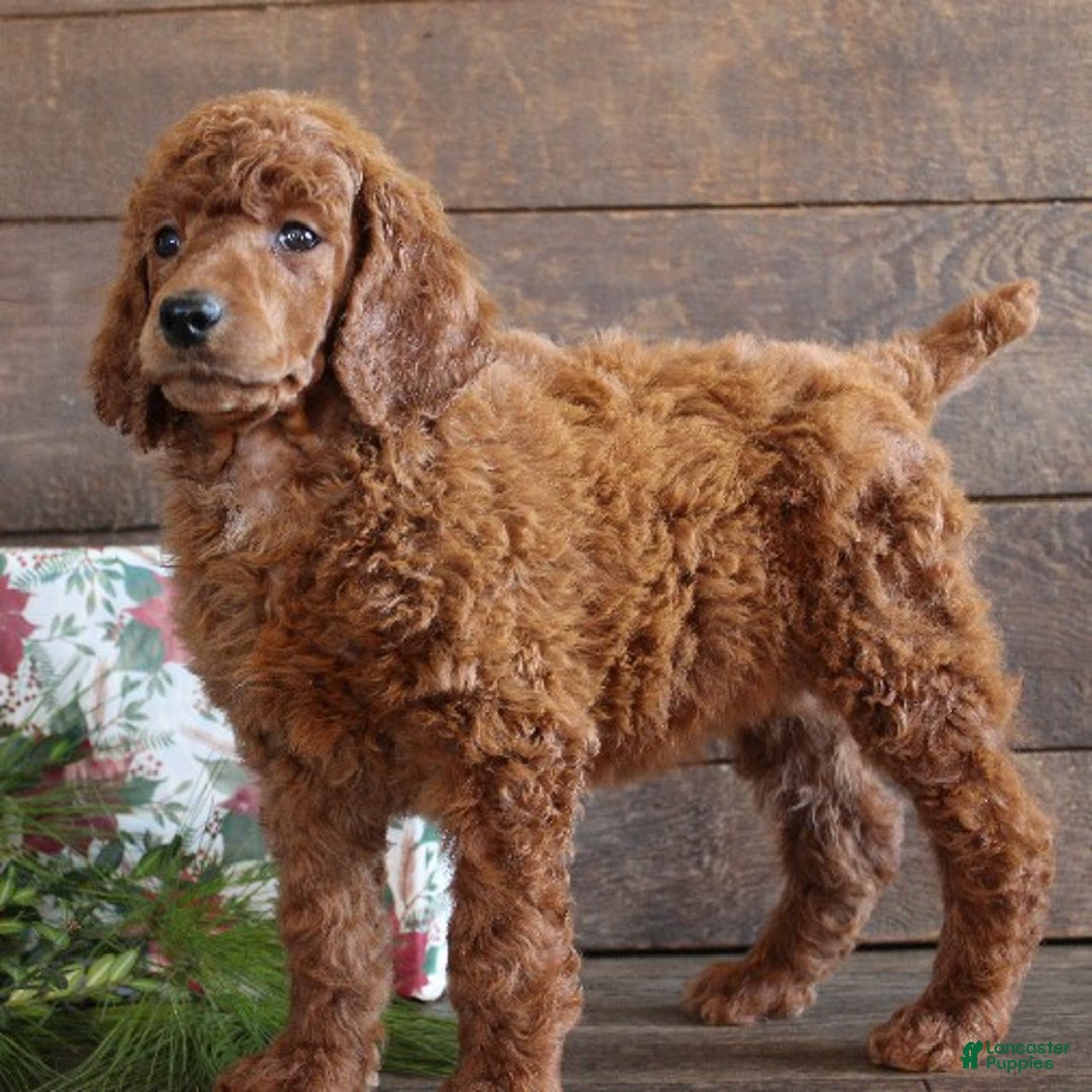 Standard Poodle dogs for sale: Anna - Ad 2