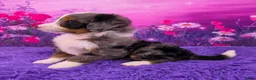 Mini Bernedoodle dogs for sale: Cupid - Ad 3
