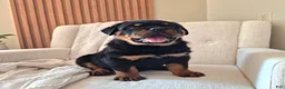 Rottweiler dogs for sale: Bruno - Ad 6