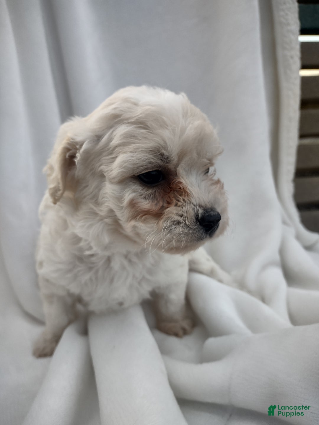 Chipoo dogs for sale: Janeen - Ad 2