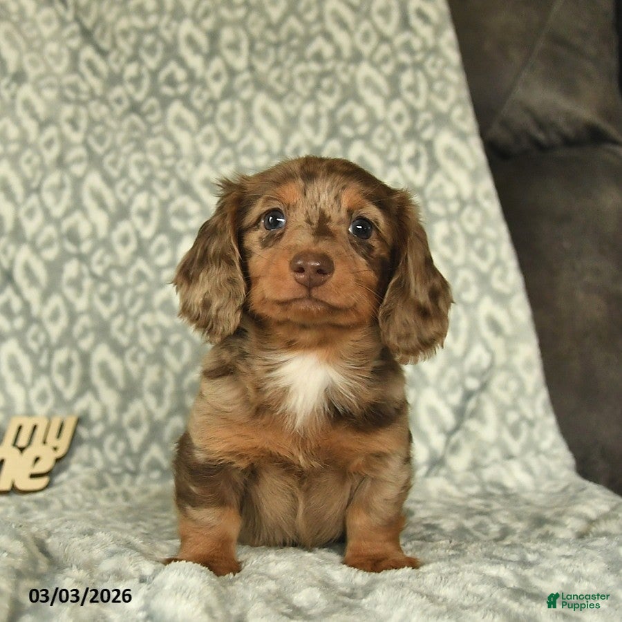 Miniature Dachshund dogs Jordan  - Ad 2