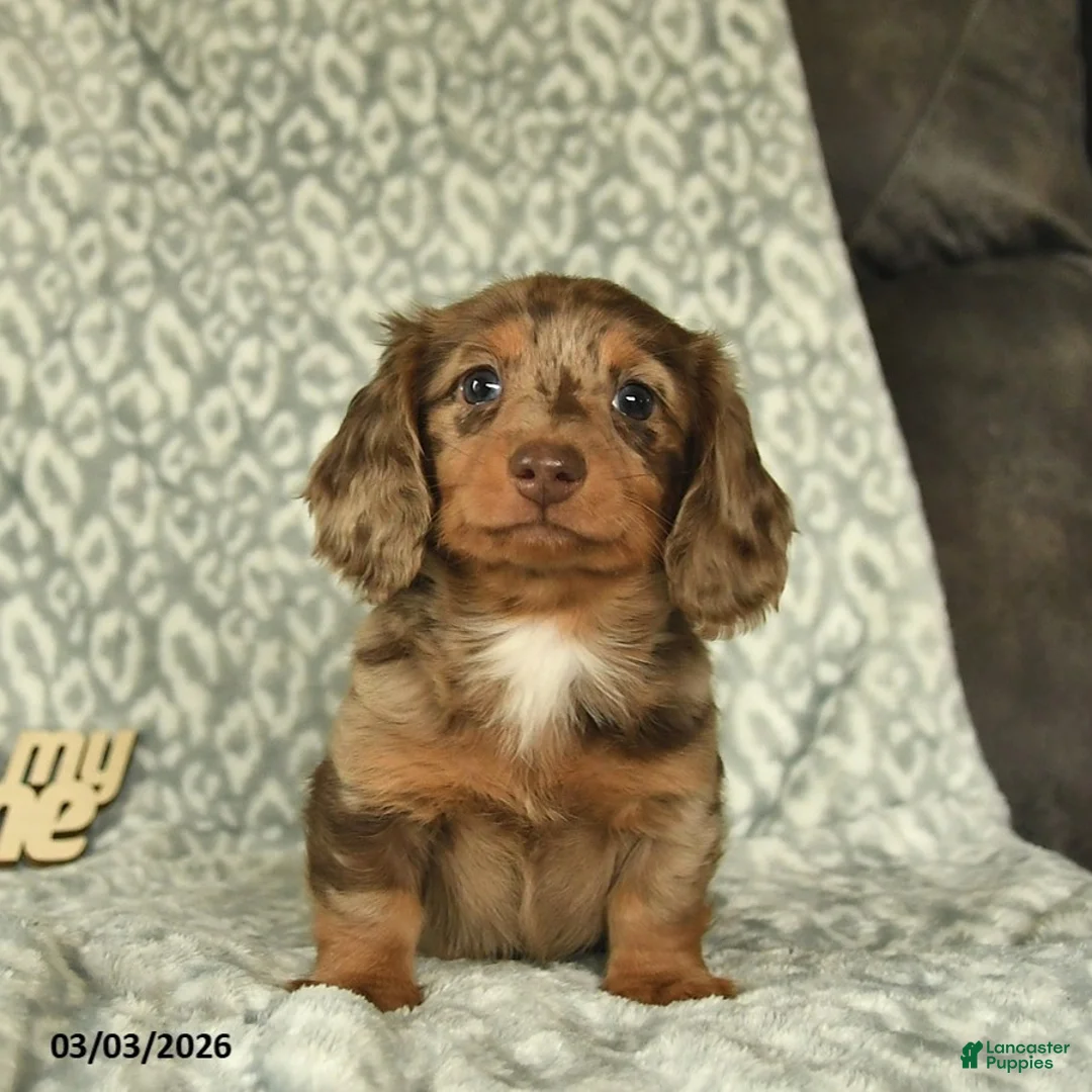 Miniature Dachshund dogs for sale: Jordan  - Ad 2