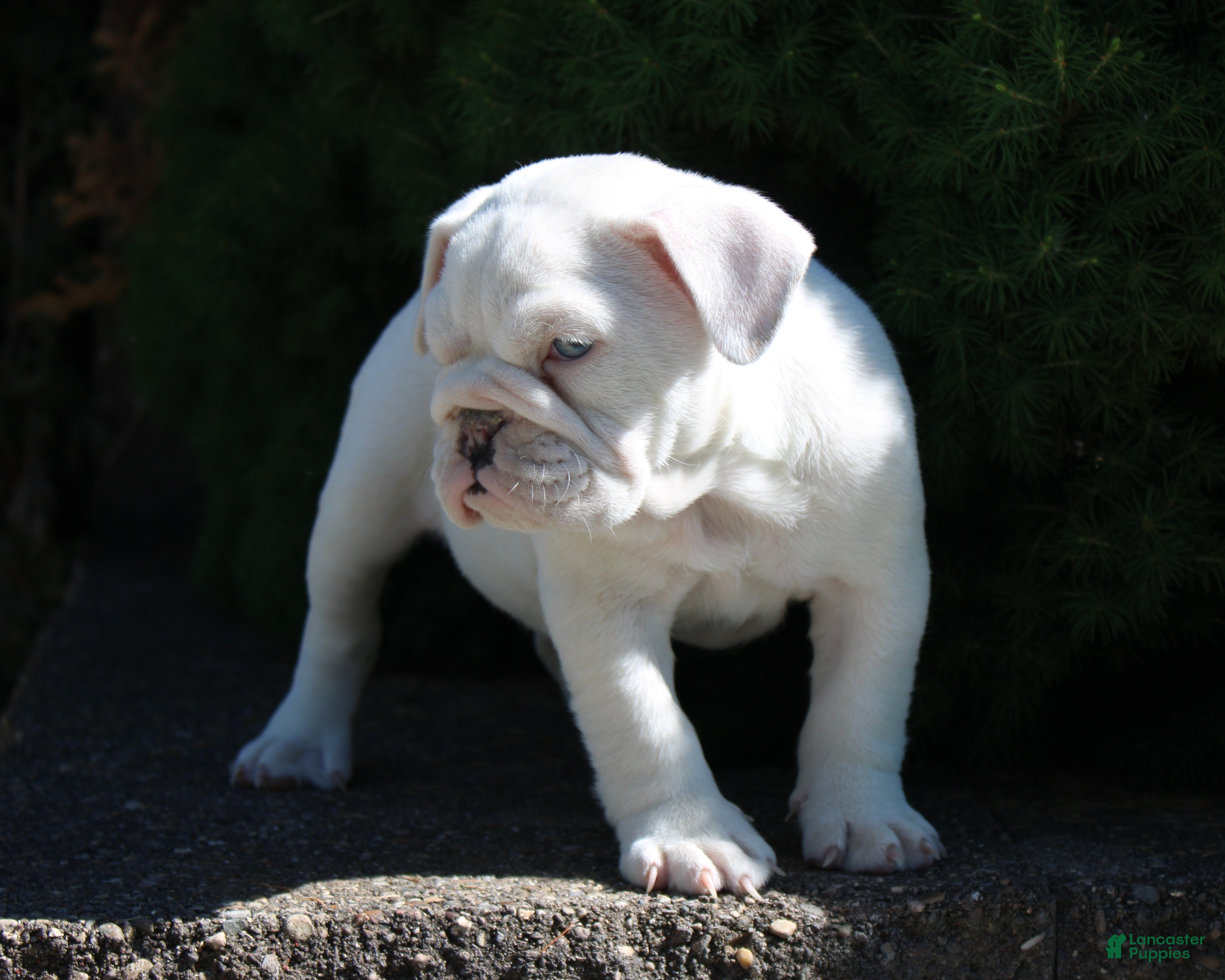 English Bulldog dogs for sale: Zoey - Ad 3