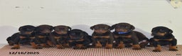 Doberman Pinscher dogs for sale: Chip - Ad 4