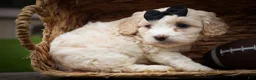 Cavachon dogs for sale: Houston🐾💙 - Ad 17