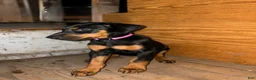 Doberman Pinscher dogs for sale: Pink Collar Dobie - Ad 8