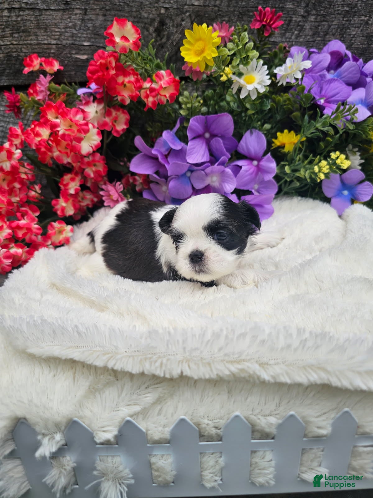 Shih Tzu dogs  Nina - Ad 2