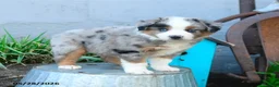 Miniature Australian Shepherd dogs for sale: Peter - Ad 5