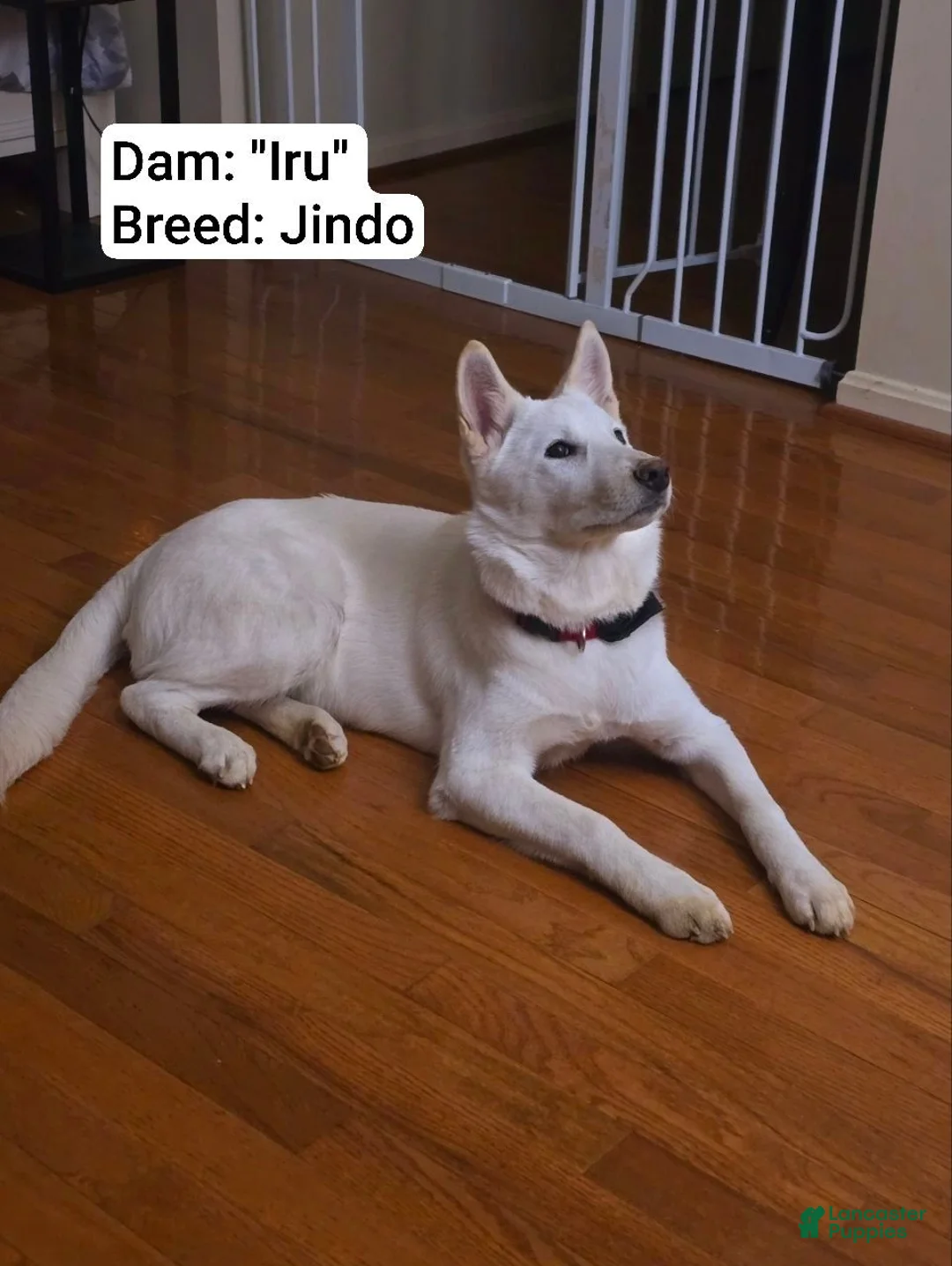 Mixed Breed dogs for sale: Chow - Ad 5