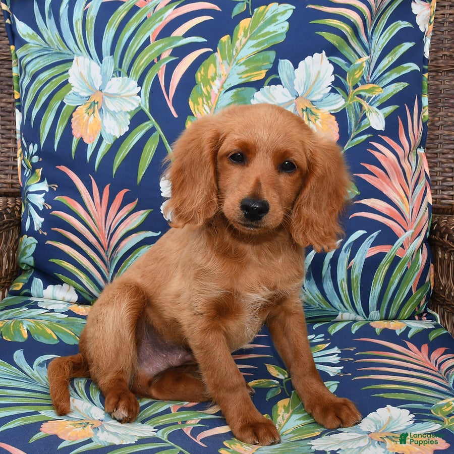 Golden Retriever Forever Puppy For Sale Forever Puppy Golden