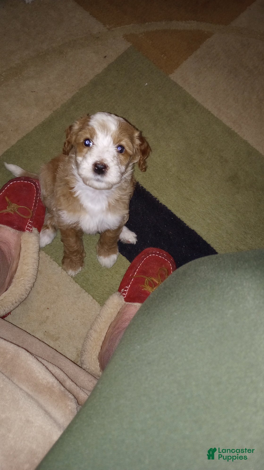 Mini Bernedoodle dogs Clover - Ad 1