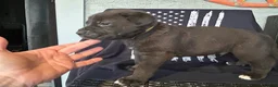 Cane Corso dogs for sale: Linguine - Ad 2