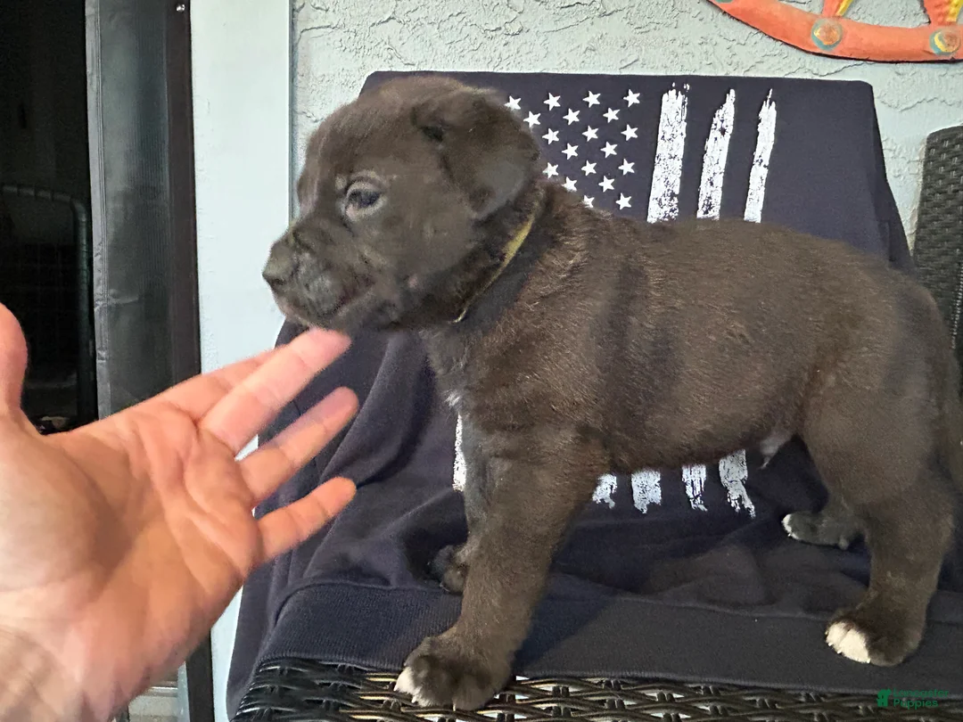 Cane Corso dogs for sale: Linguine - Ad 2