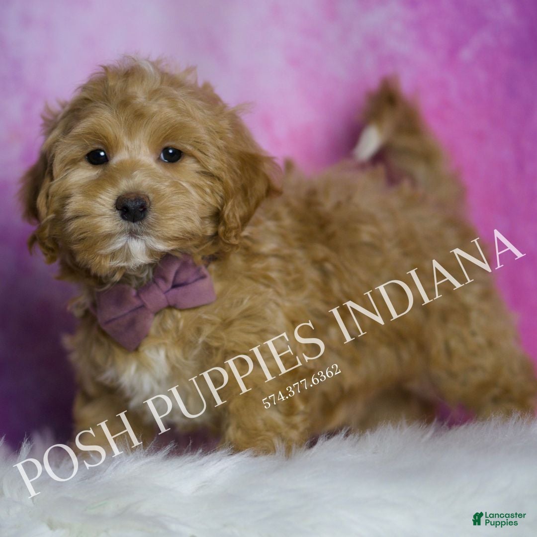 Maltipoo dogs for sale: Chuckie - Ad 4