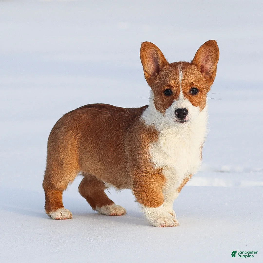 Welsh Corgi Pembroke dogs for sale: Kadin Welsh Corgi Pembroke - Ad 1