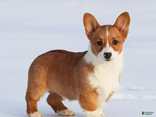 Welsh Corgi Pembroke dogs Kadin Welsh Corgi Pembroke - Ad 40