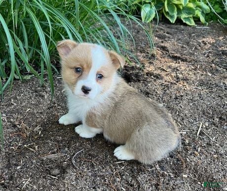Welsh Corgi Pembroke dogs Larry - Ad 1