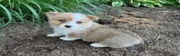 Welsh Corgi Pembroke dogs for sale: Larry - Ad 1