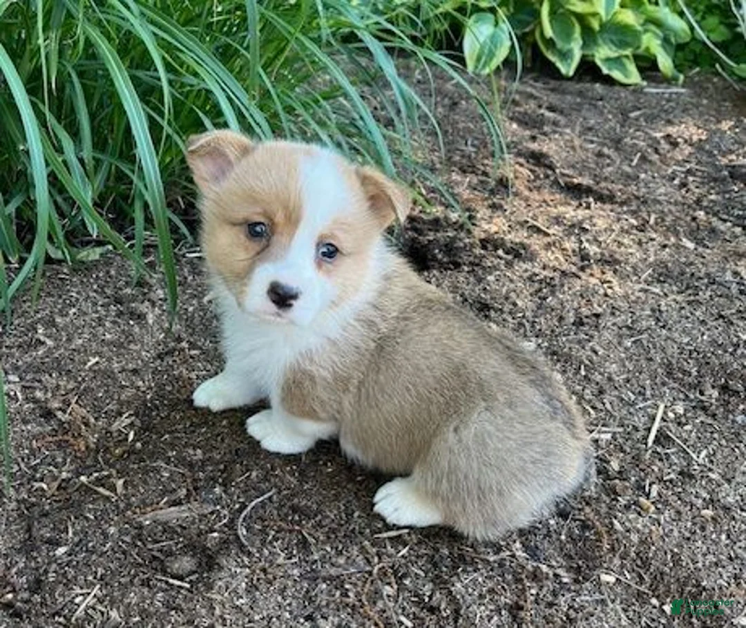 Welsh Corgi Pembroke dogs for sale: Larry - Ad 1