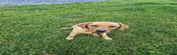 Labrador Retriever dogs for sale: Freedom - Ad 2