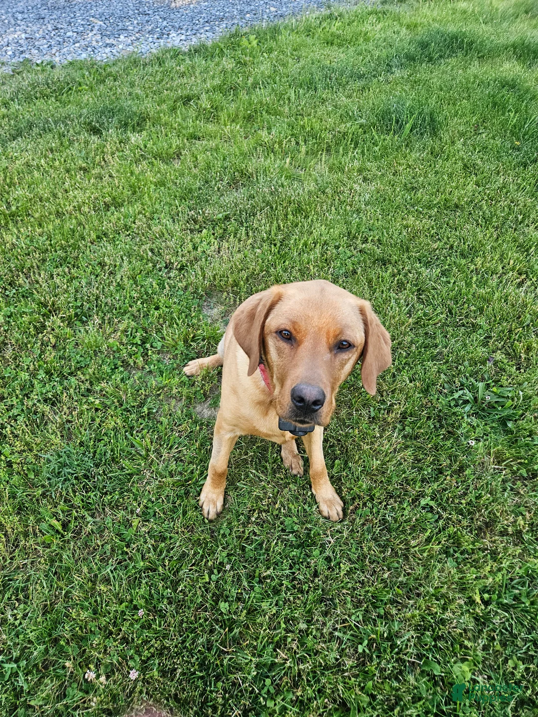 Labrador Retriever dogs for sale: Freedom - Ad 2