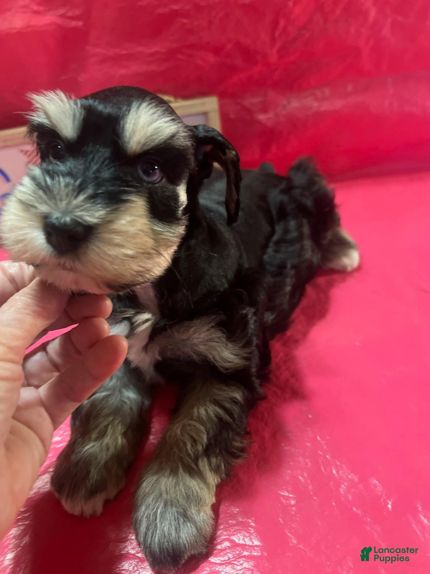 Miniature Schnauzer dogs for sale: Kerry (One blue eye, one brown eye) - Ad 1