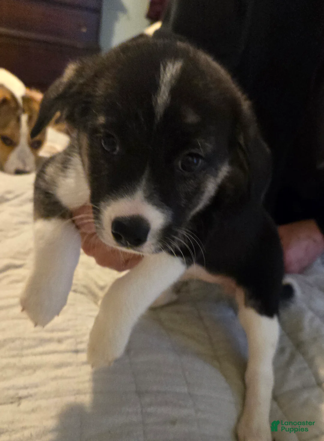 Mixed Breed dogs for sale: PRISCILLA - Ad 1