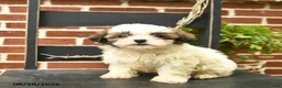 Malshi dogs for sale: Canyon  - Ad 2