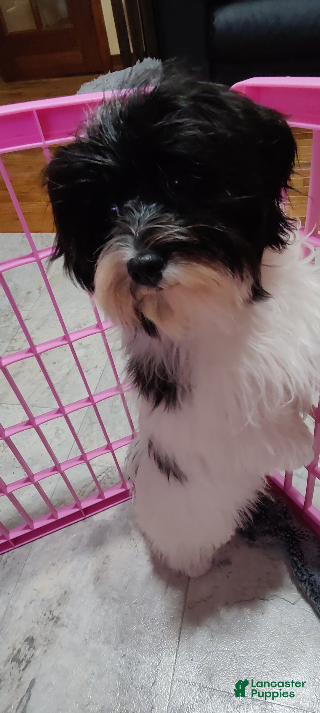 Havanese dogs for sale: Chance  - Ad 2