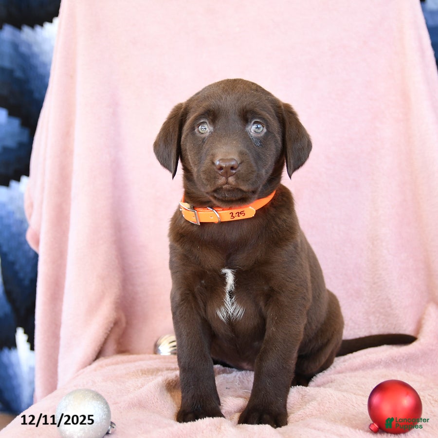 Labrador Retriever dogs Alay - Ad 9