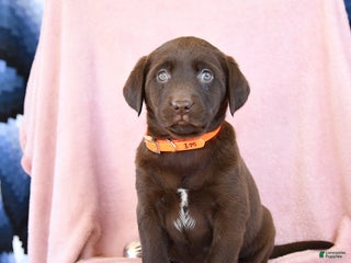 Labrador Retriever dogs Alay - Ad 3