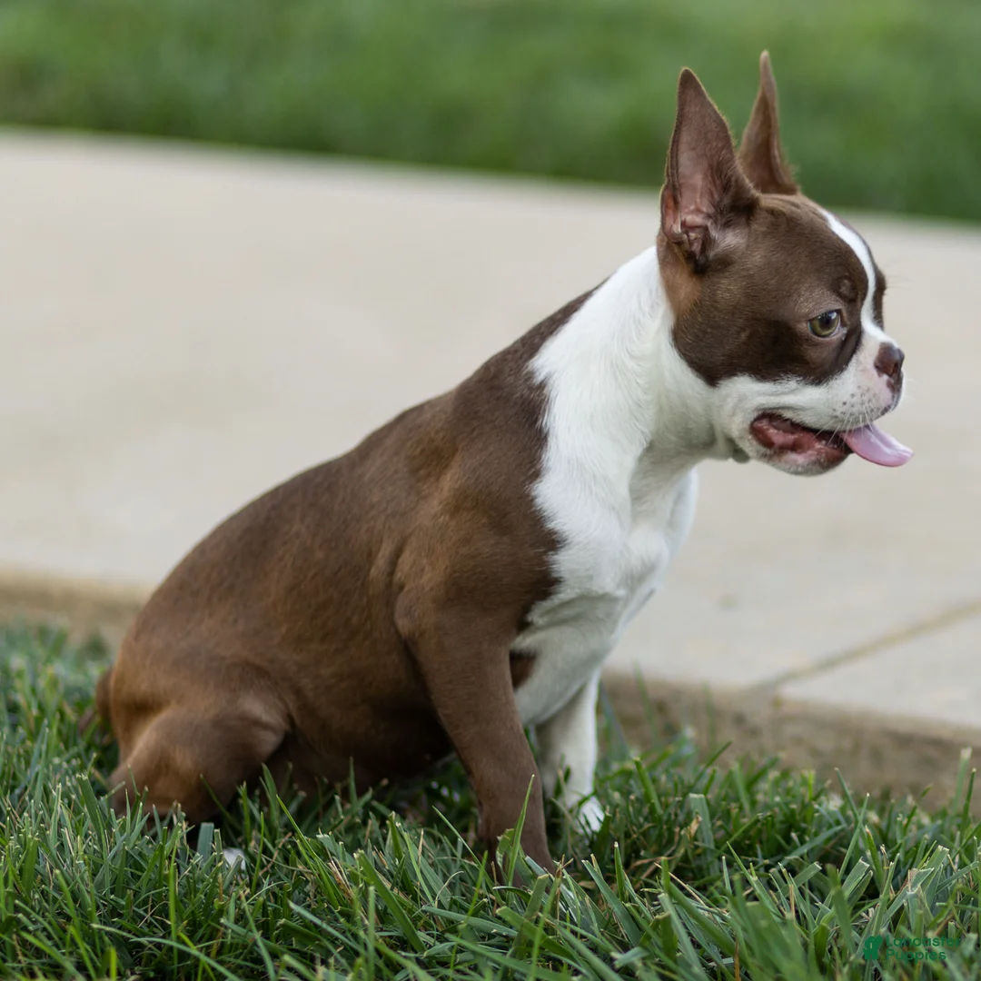 Boston Terrier dogs for sale: Cocoa Boston Terrier  - Ad 3