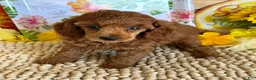 Miniature Poodle dogs for sale: Flannigan - Ad 2