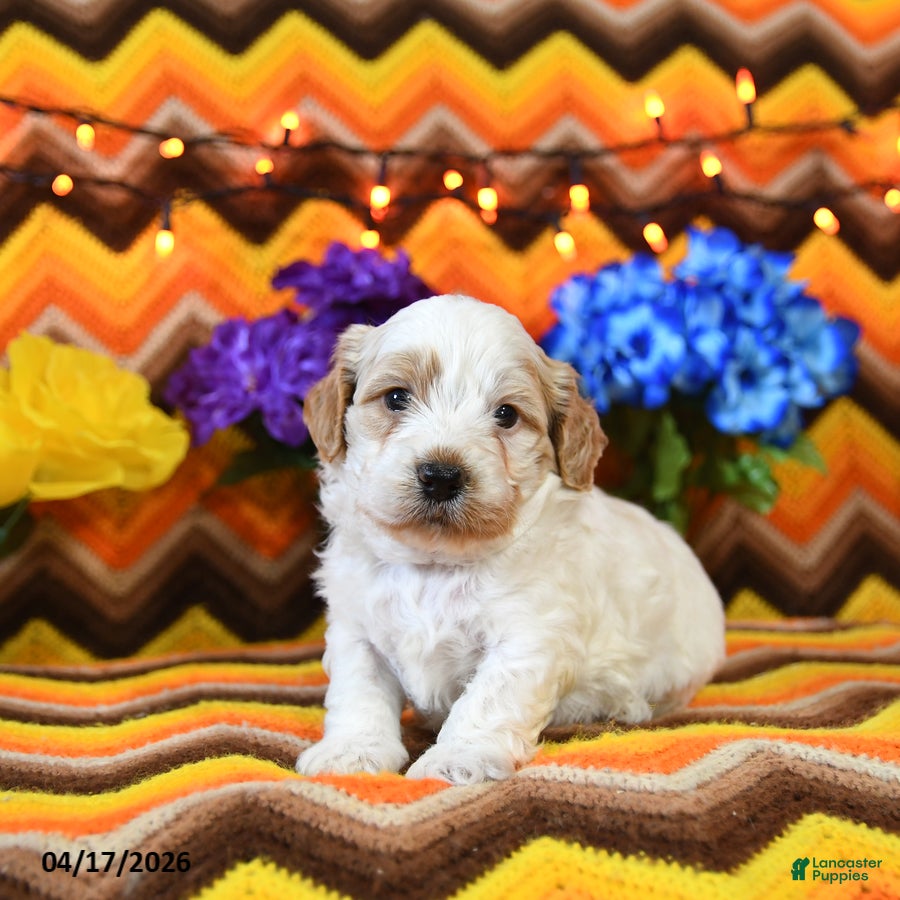 Teddy Bear dogs Kenn - Ad 2