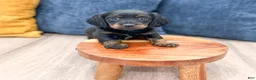 Miniature Dachshund dogs for sale: Jill - Ad 2