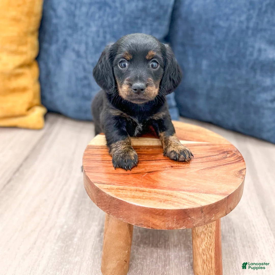 Miniature Dachshund dogs for sale: Jill - Ad 2