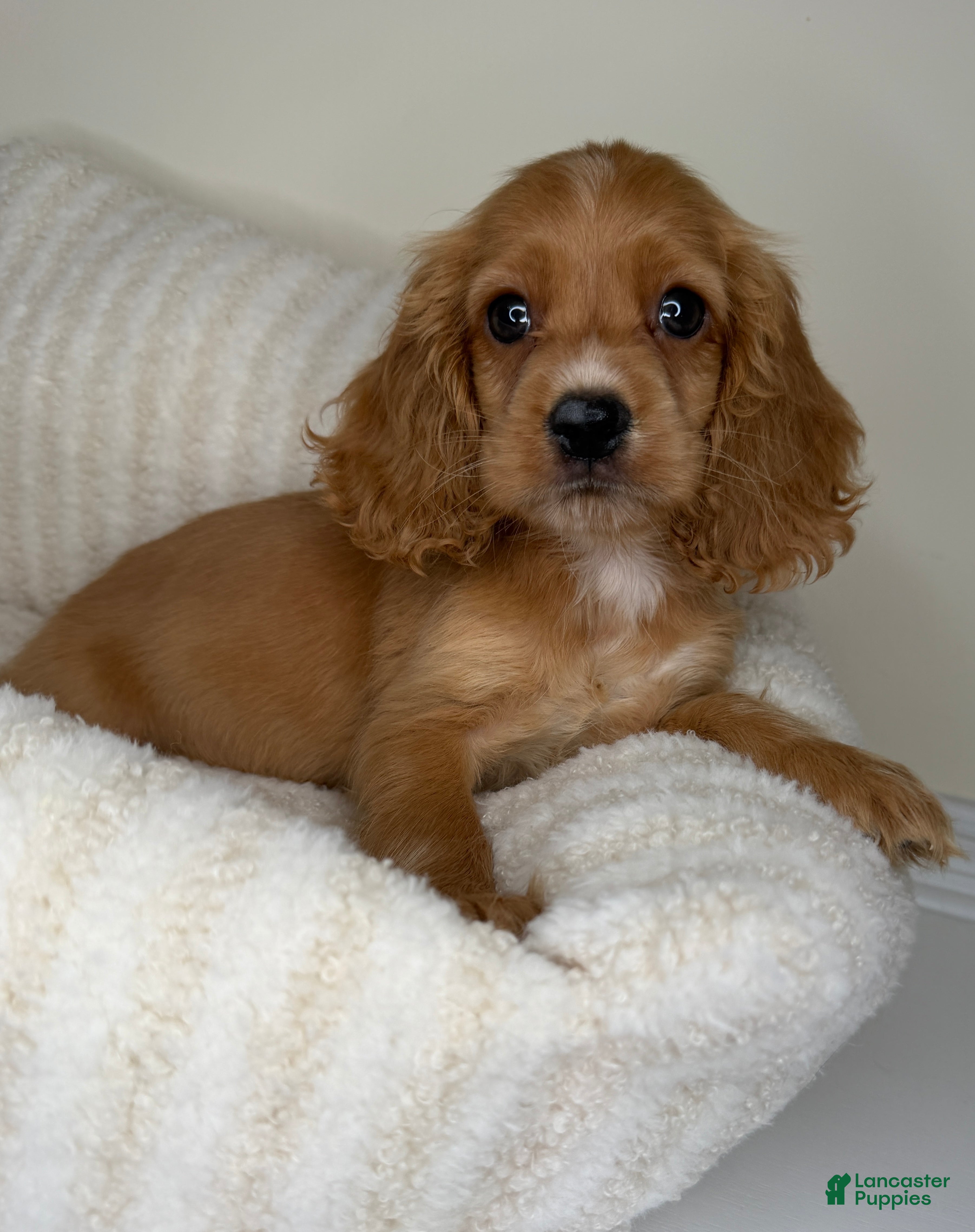 Cocker Spaniel dogs Winnie - Ad 34